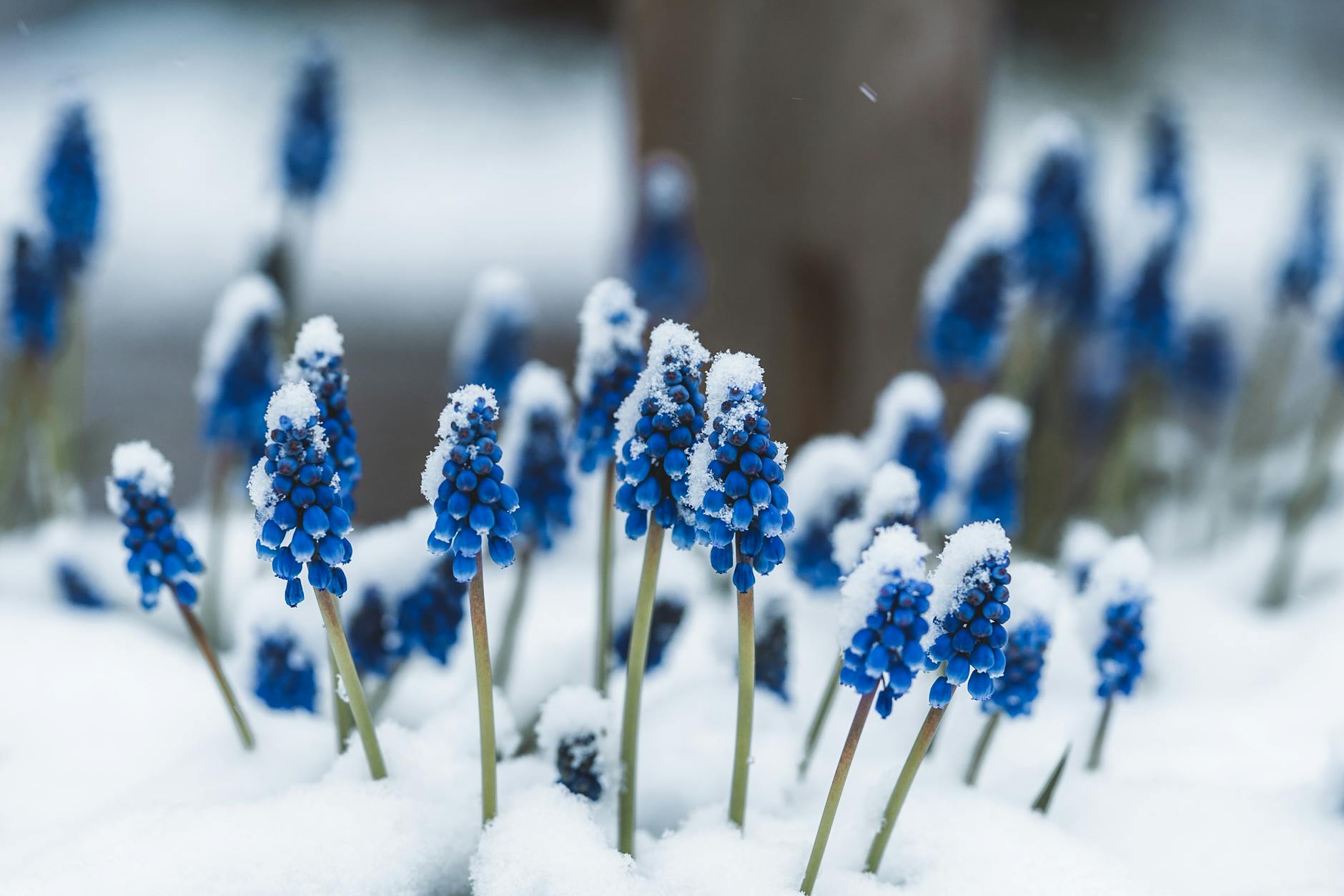 hyacinth flowers covered in snow